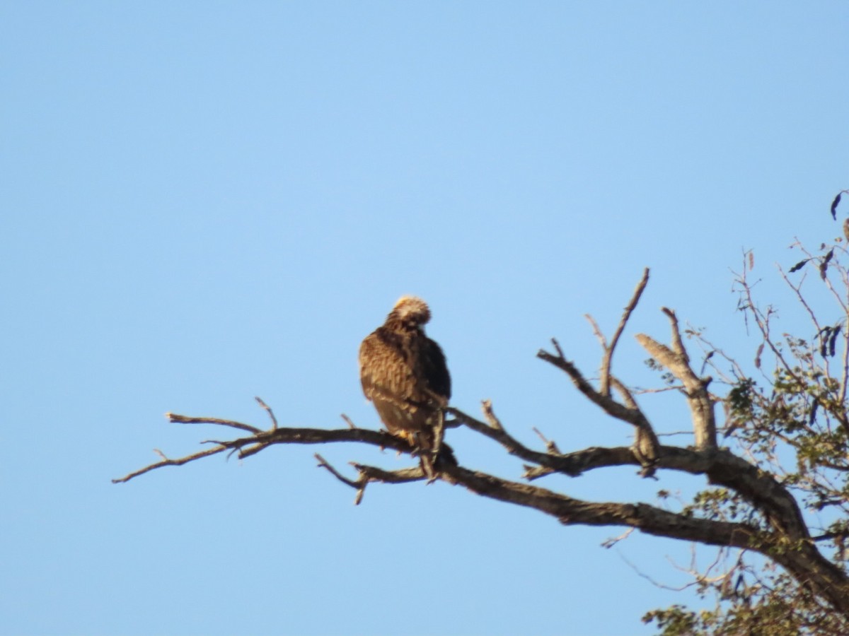 Tawny Eagle - ML465975171