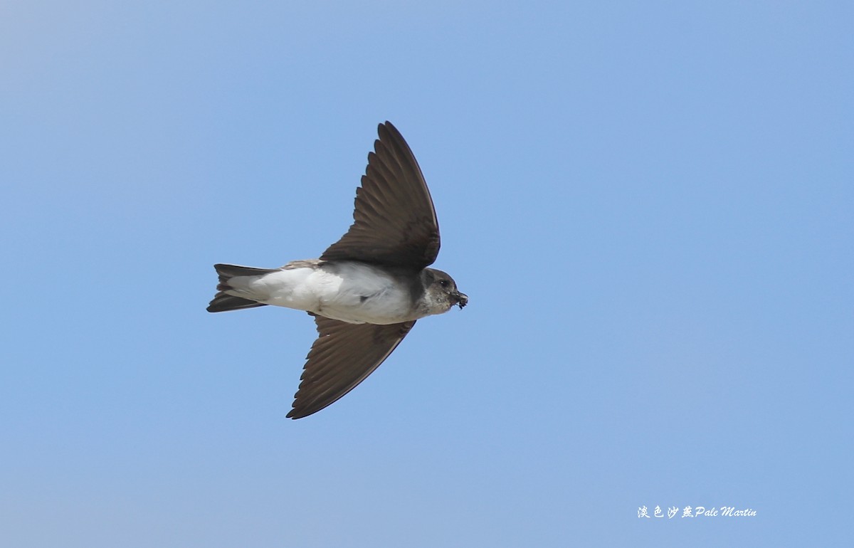 Pale Martin - Qiang Zeng