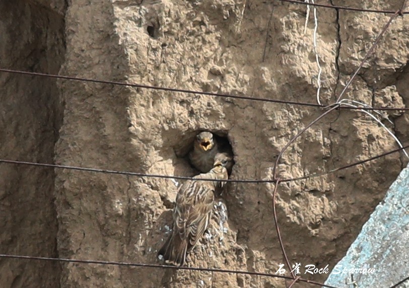 Rock Sparrow - Qiang Zeng