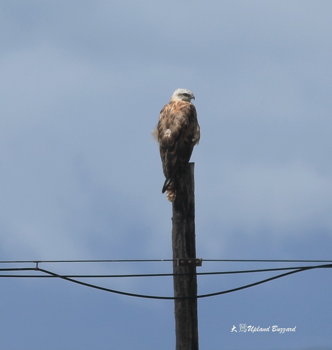 Upland Buzzard - ML465977341