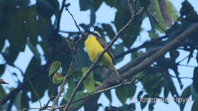 båtnebbtyrann (pitangua) - ML465977921