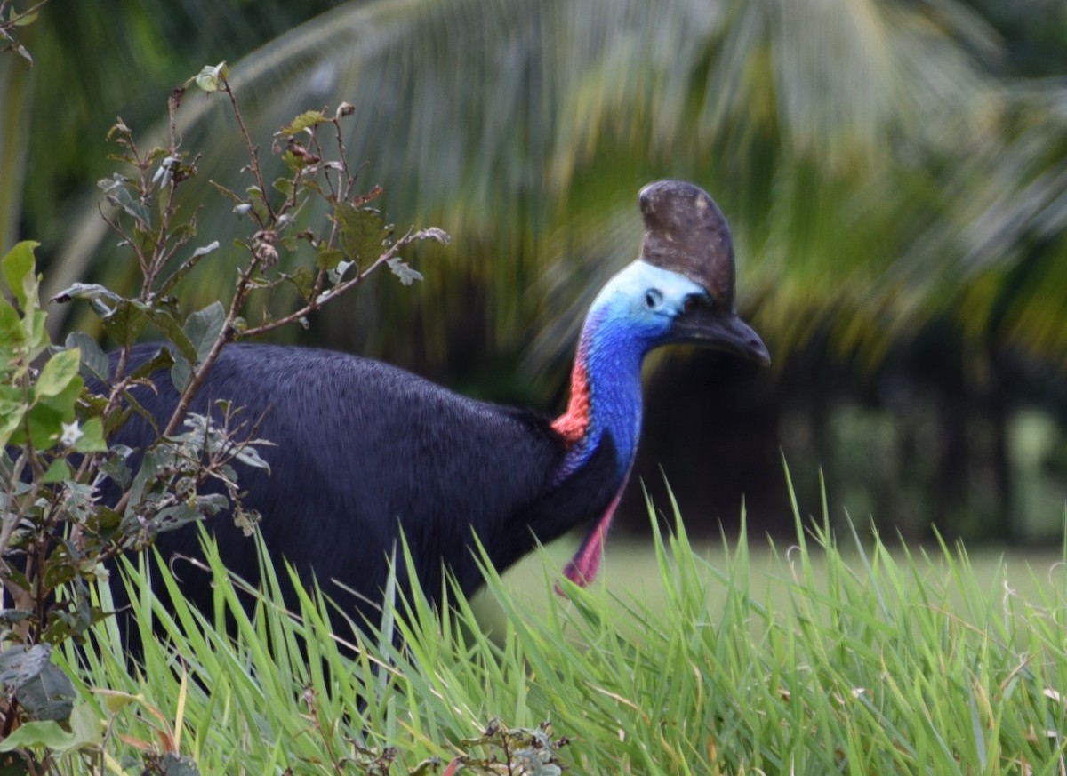 Southern Cassowary - ML465978001