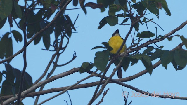 Boat-billed Flycatcher (South American) - ML465978551