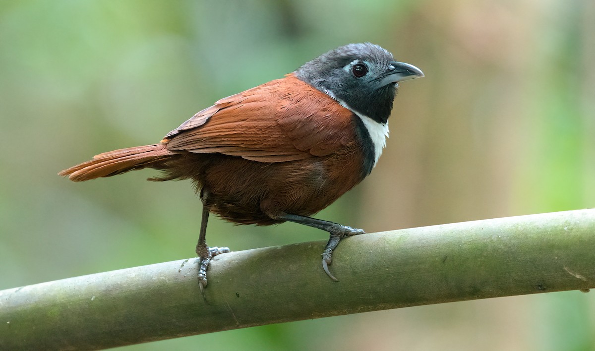 White-bibbed Babbler - Leonardus Adi Saktyari