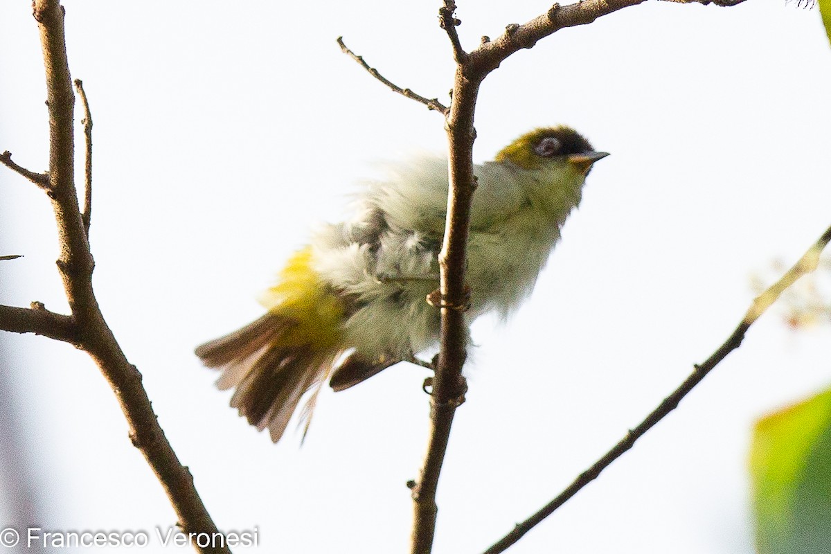 Cream-throated White-eye (Halmahera) - ML465979431