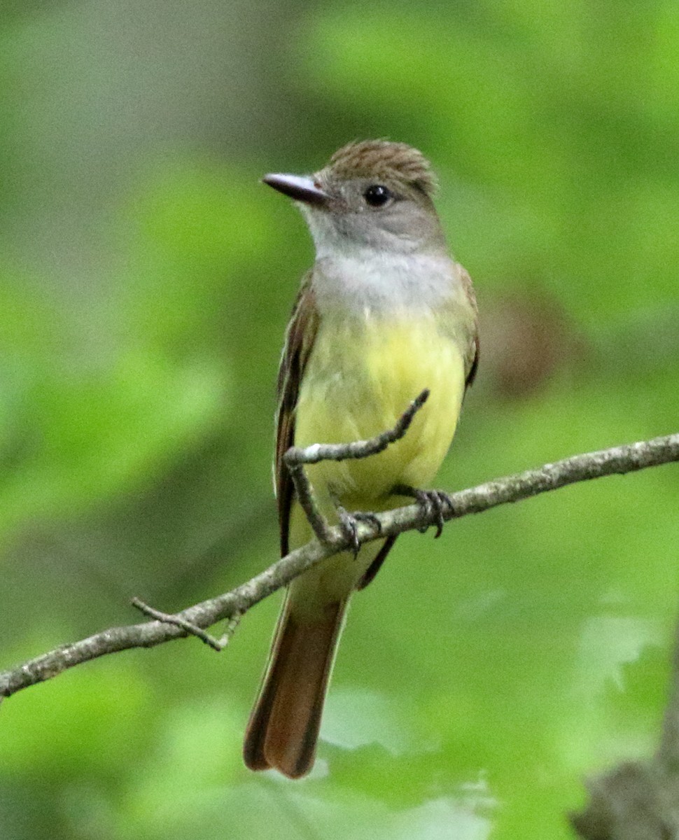 Great Crested Flycatcher - John Manger