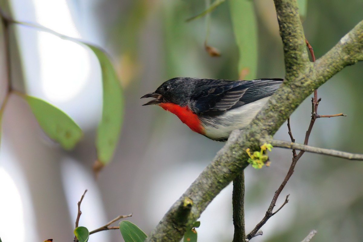 Mistletoebird - ML465980791