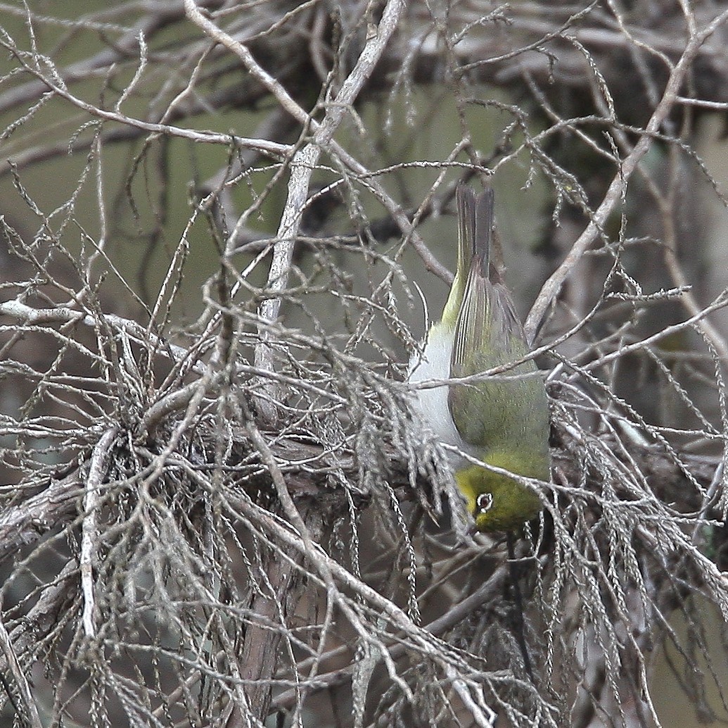 Abyssinian White-eye - ML465980841