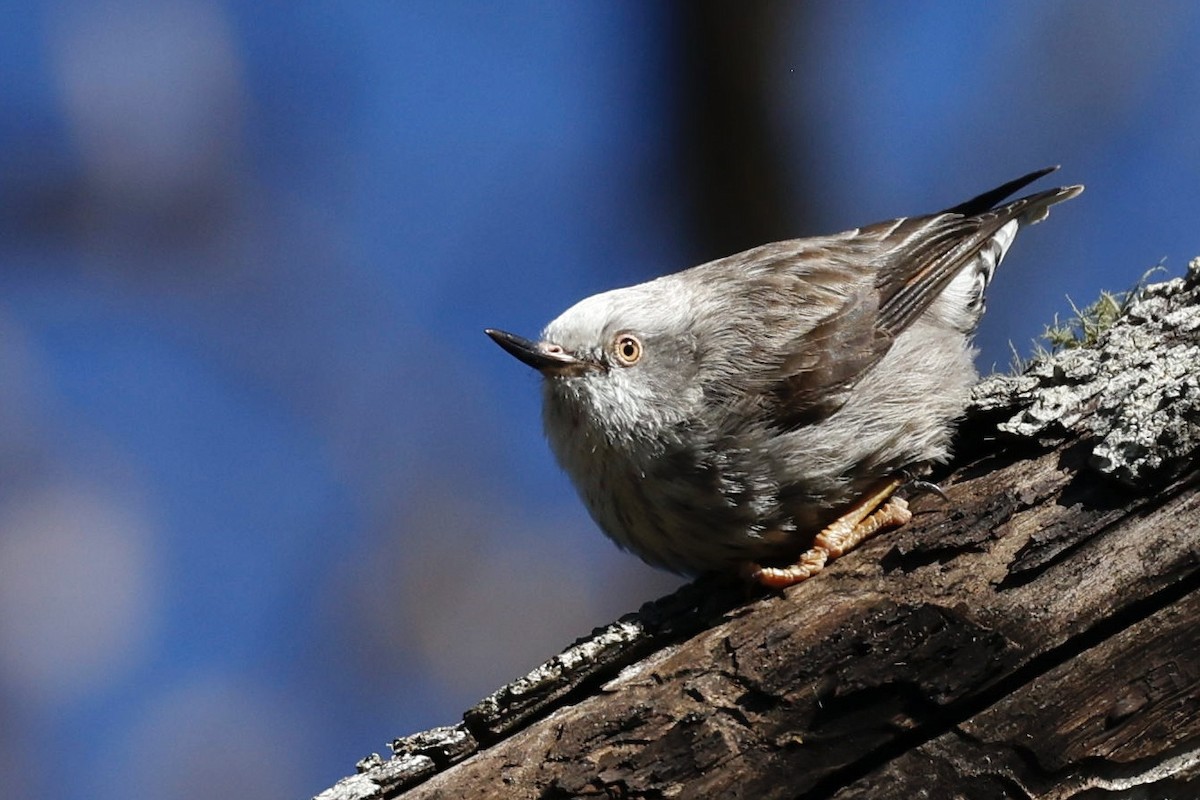 Varied Sittella - Steven Pratt