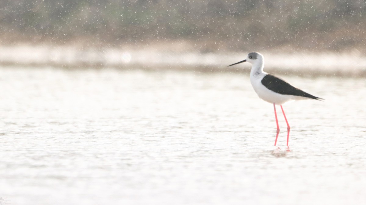 Pied Stilt - ML465982151