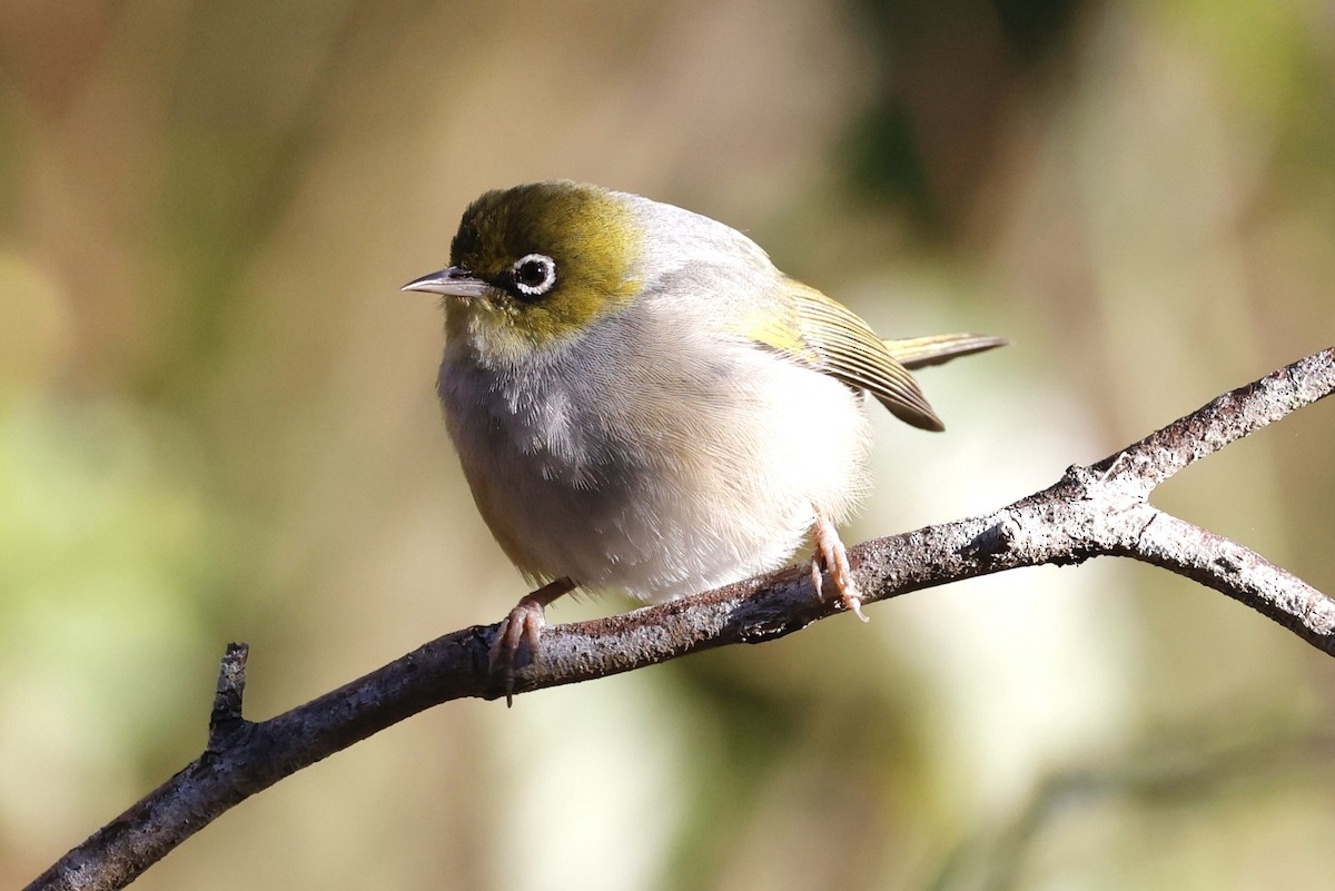 Silvereye - ML465982201