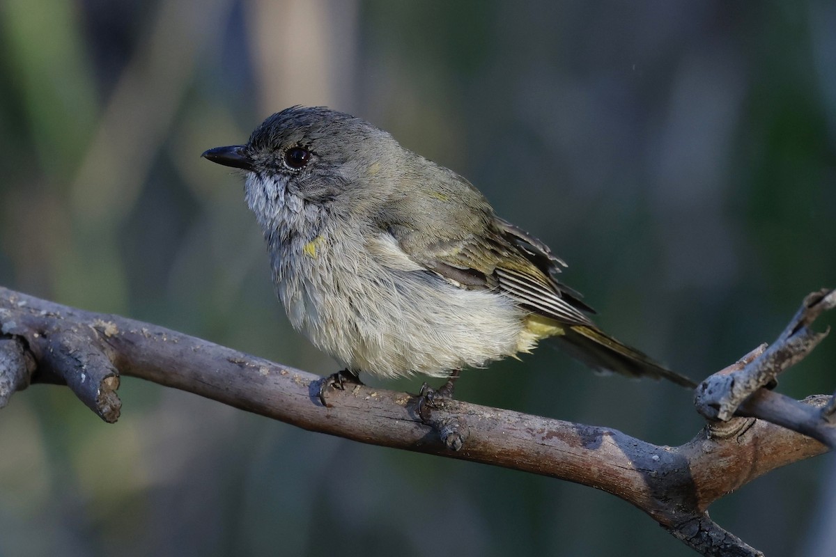 Golden Whistler - ML465982361