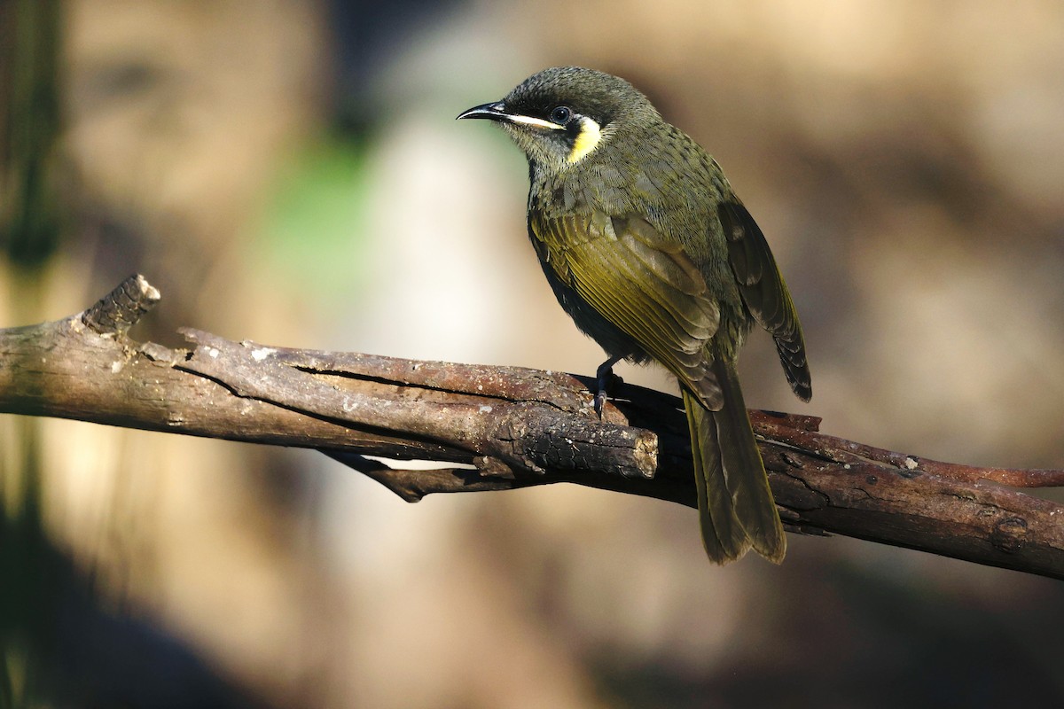 Lewin's Honeyeater - ML465982711