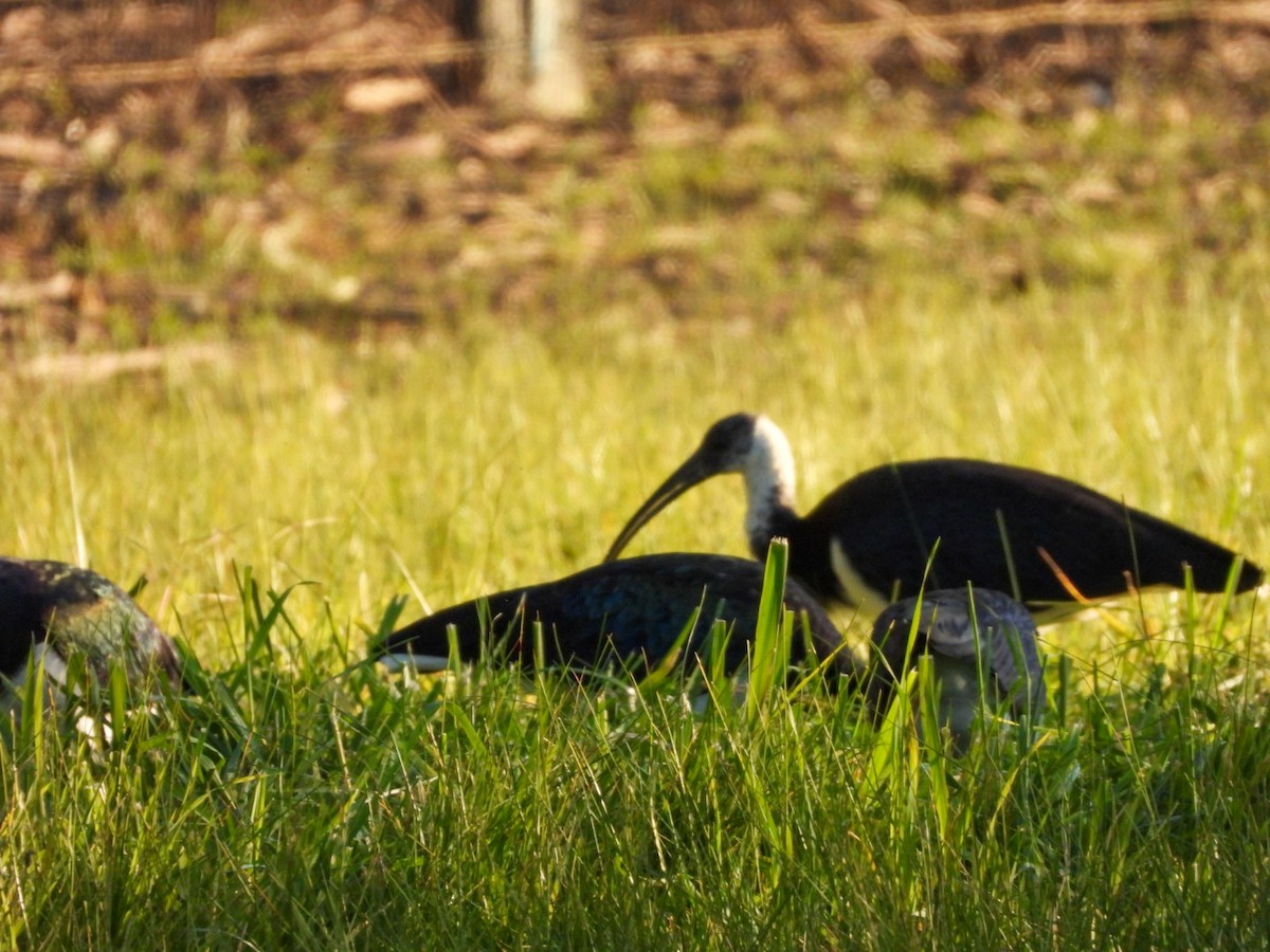 Straw-necked Ibis - ML465983991