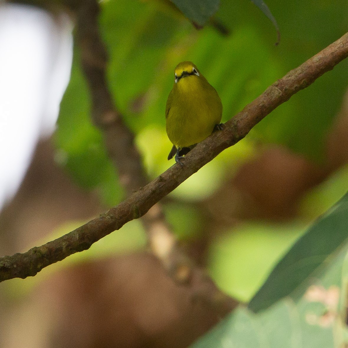 Forest White-eye - Werner Suter