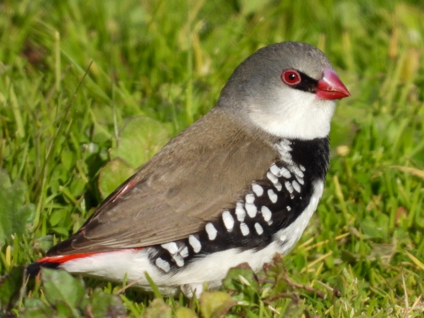 Diamond Firetail - ML465984351