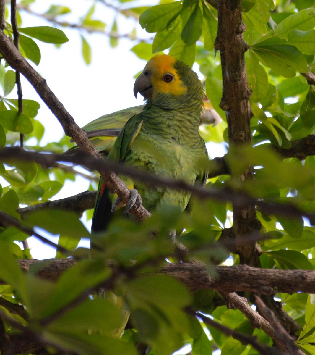 Yellow-shouldered Parrot - Blaine MacDonald