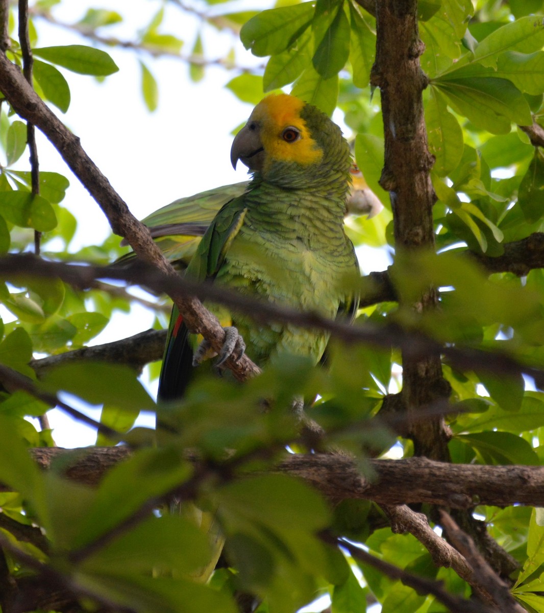 Yellow-shouldered Amazon - Blaine MacDonald