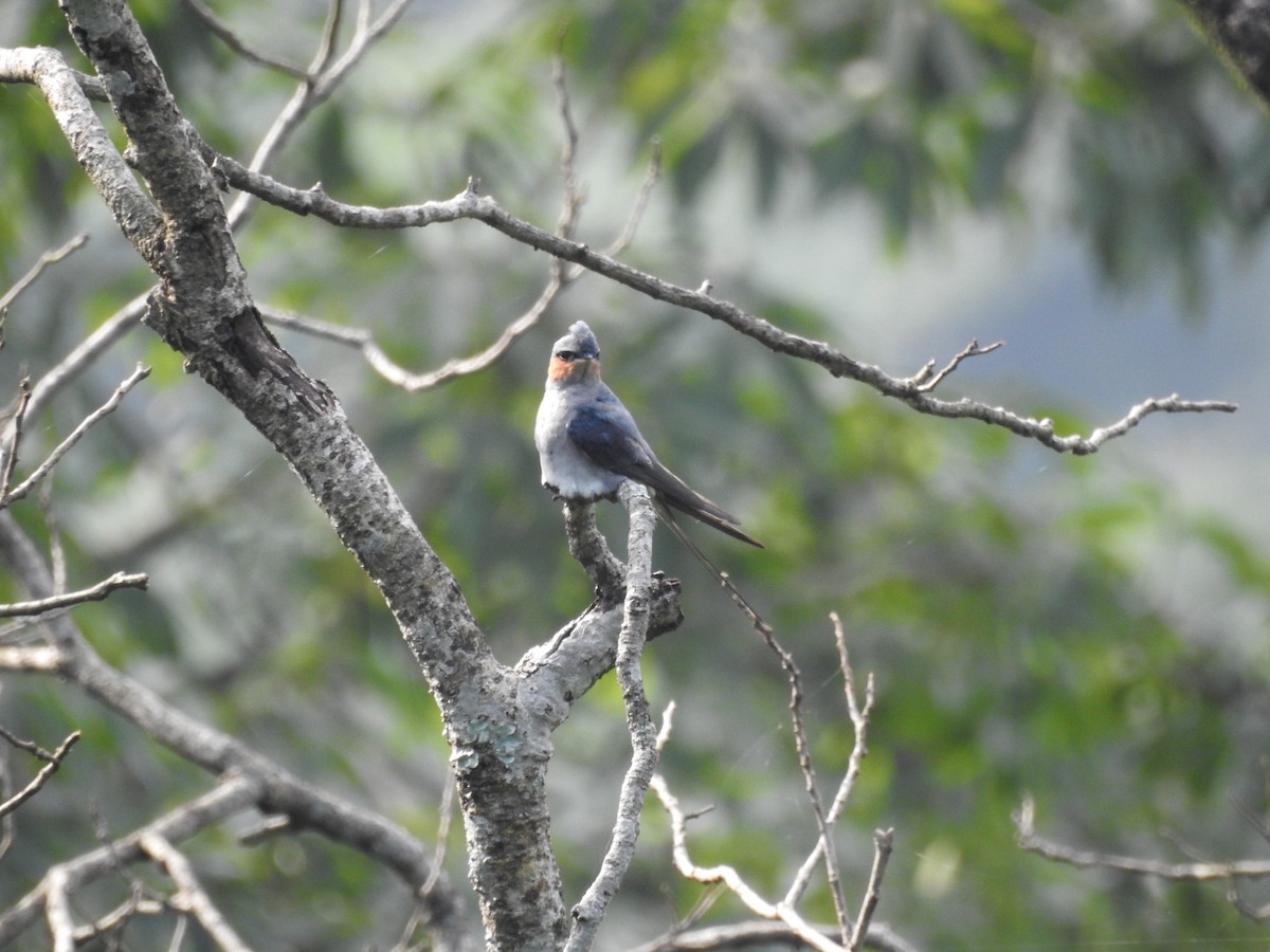 Crested Treeswift - ML465986351