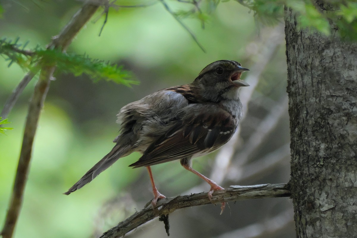 White-throated Sparrow - ML465988241