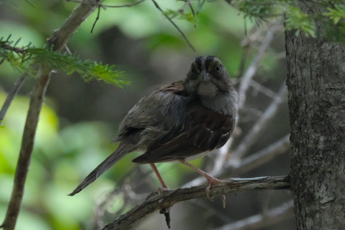 White-throated Sparrow - ML465988251