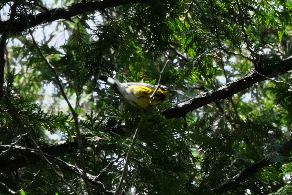 Magnolia Warbler - ML465988291