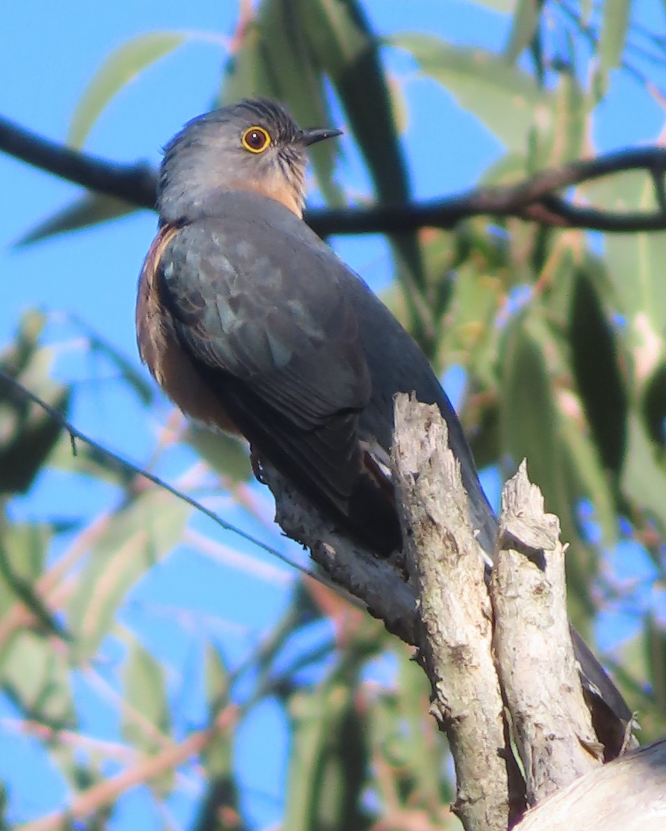 Fan-tailed Cuckoo - Paul Dobbie
