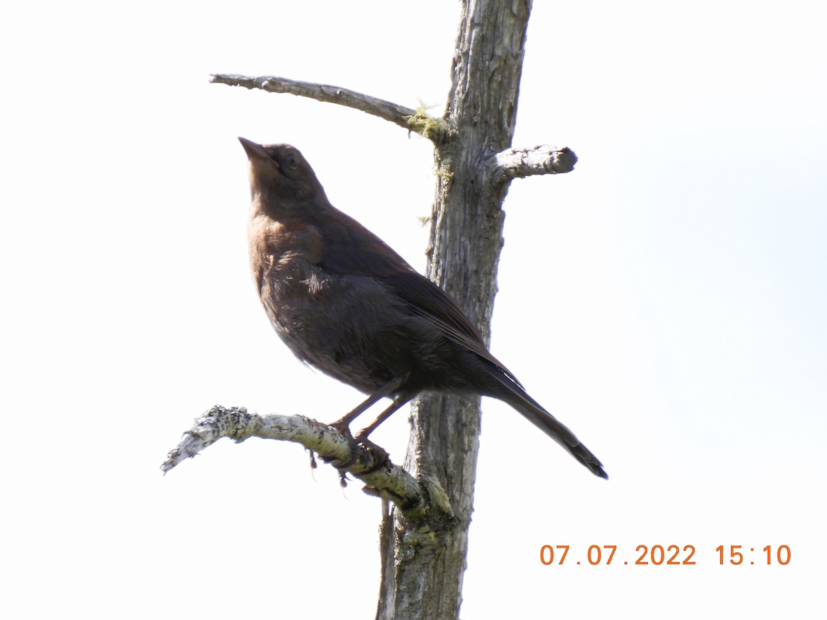 Rusty Blackbird - ML465989701