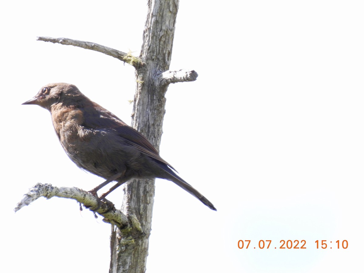 Rusty Blackbird - ML465989711