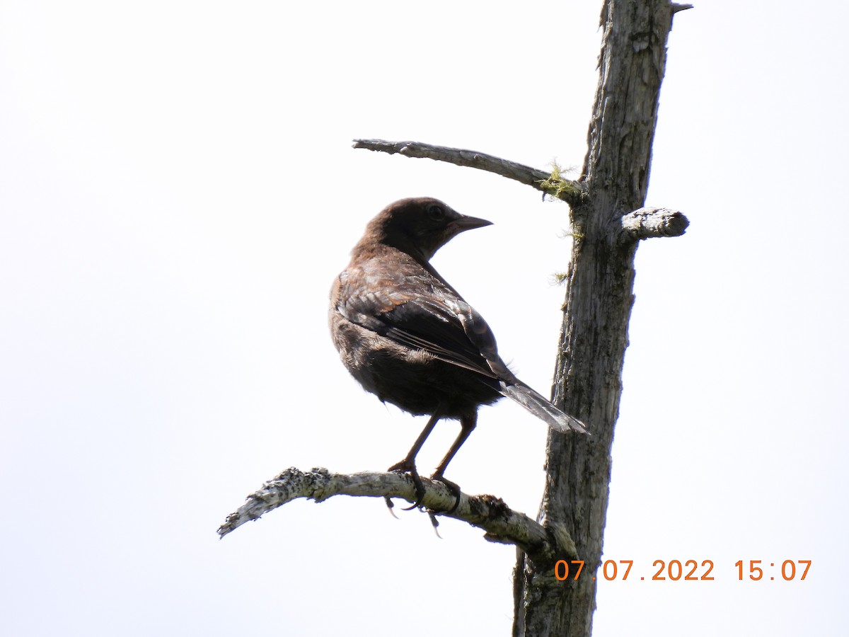 Rusty Blackbird - ML465989721