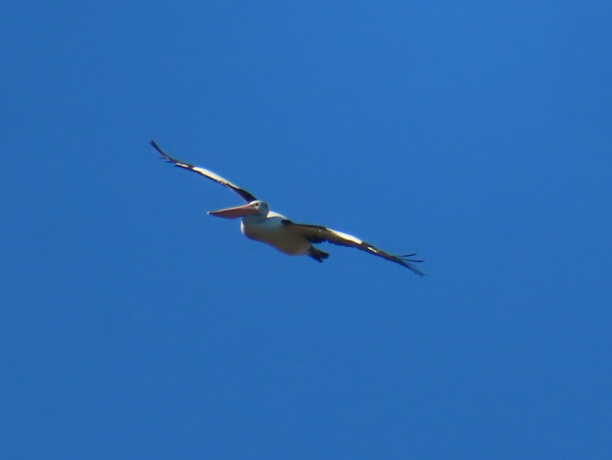 Avustralya Pelikanı - ML465989771