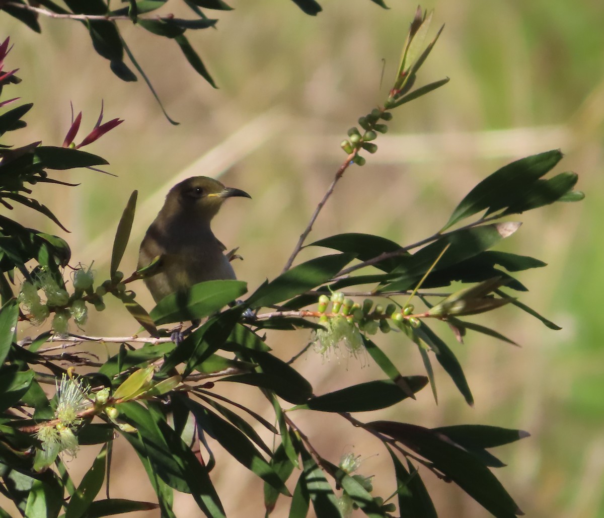 Brown Honeyeater - Paul Dobbie