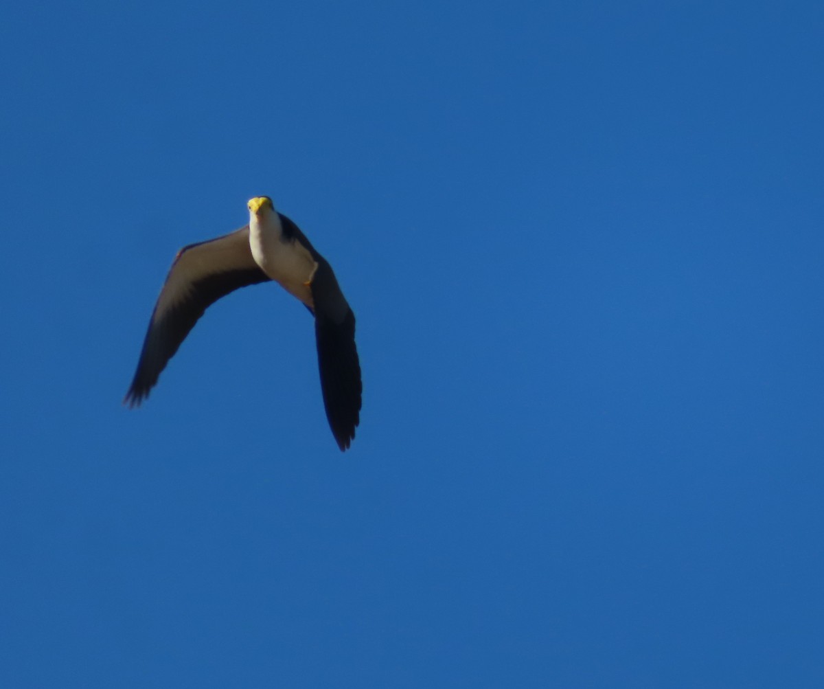 Masked Lapwing - ML465989801