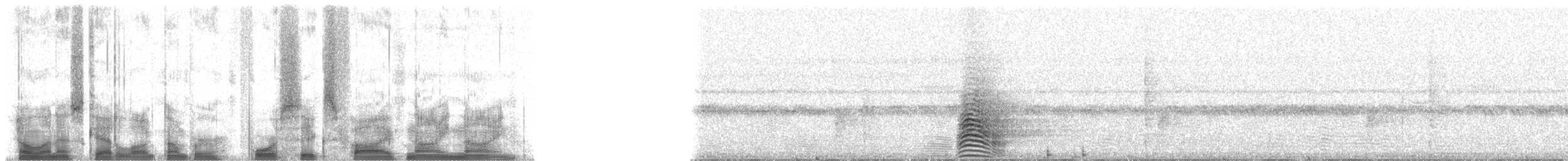 Calao à joues grises - ML46599