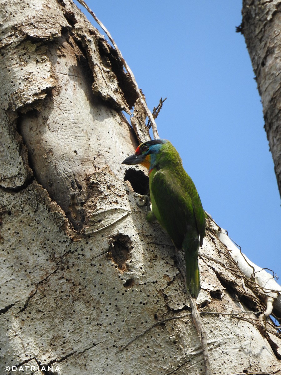 Black-browed Barbet - ML465990301