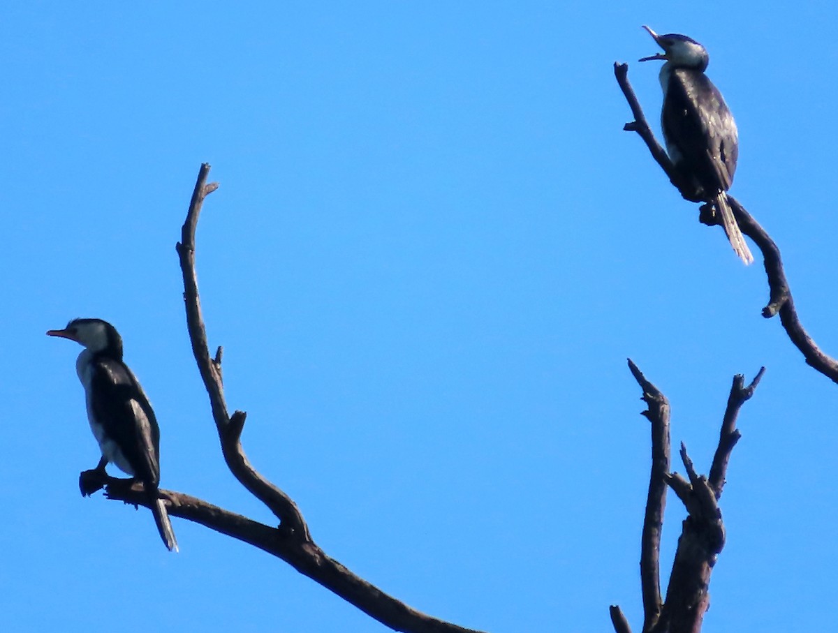 Cormorán Piquicorto - ML465993901