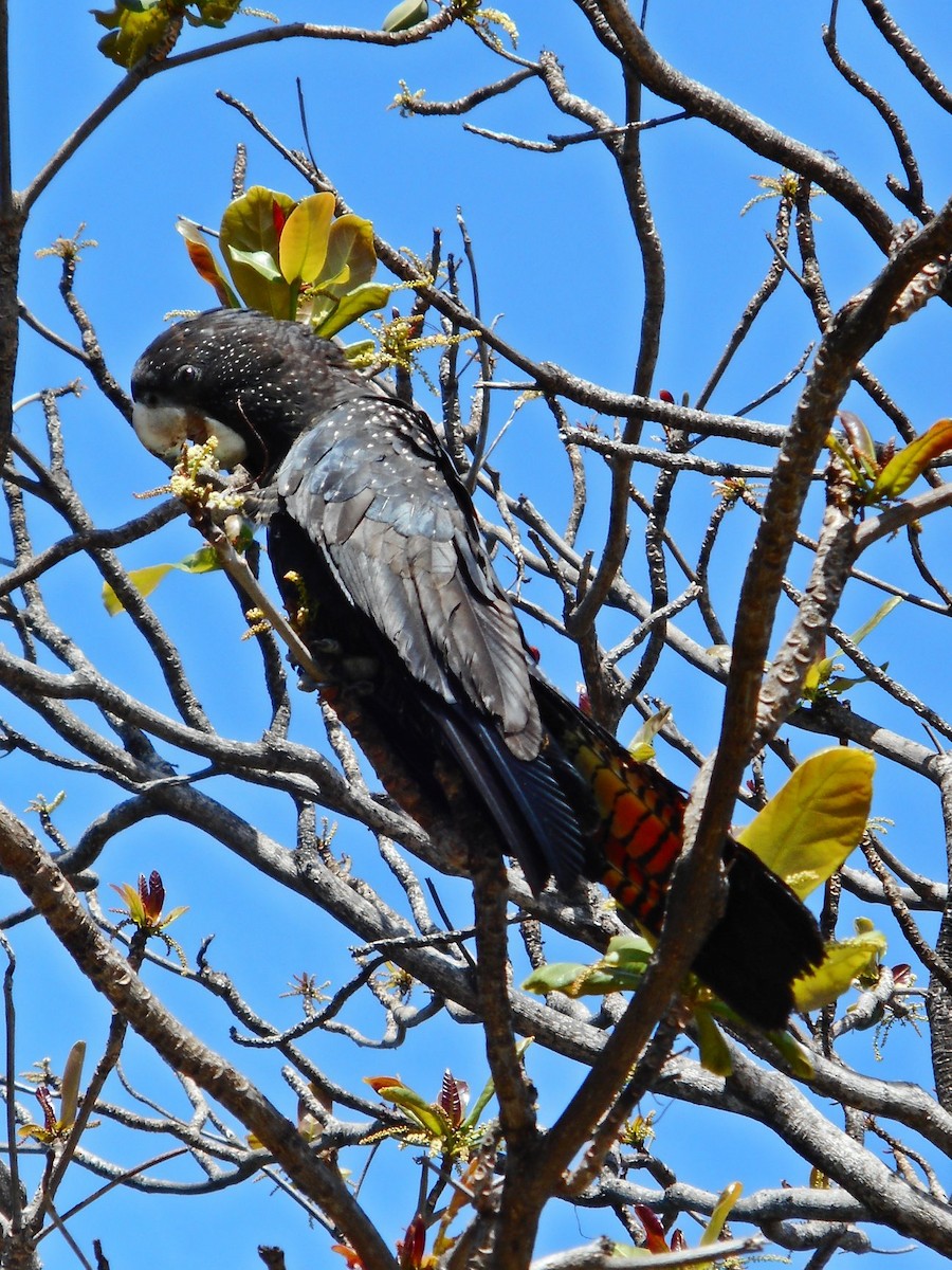 Red-tailed Black-Cockatoo - ML465994601