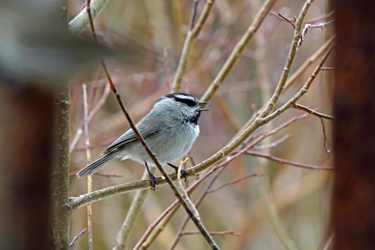 Mountain Chickadee - ML46599601