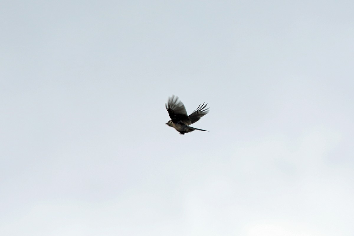 Canada Jay (Rocky Mts.) - ML46599621