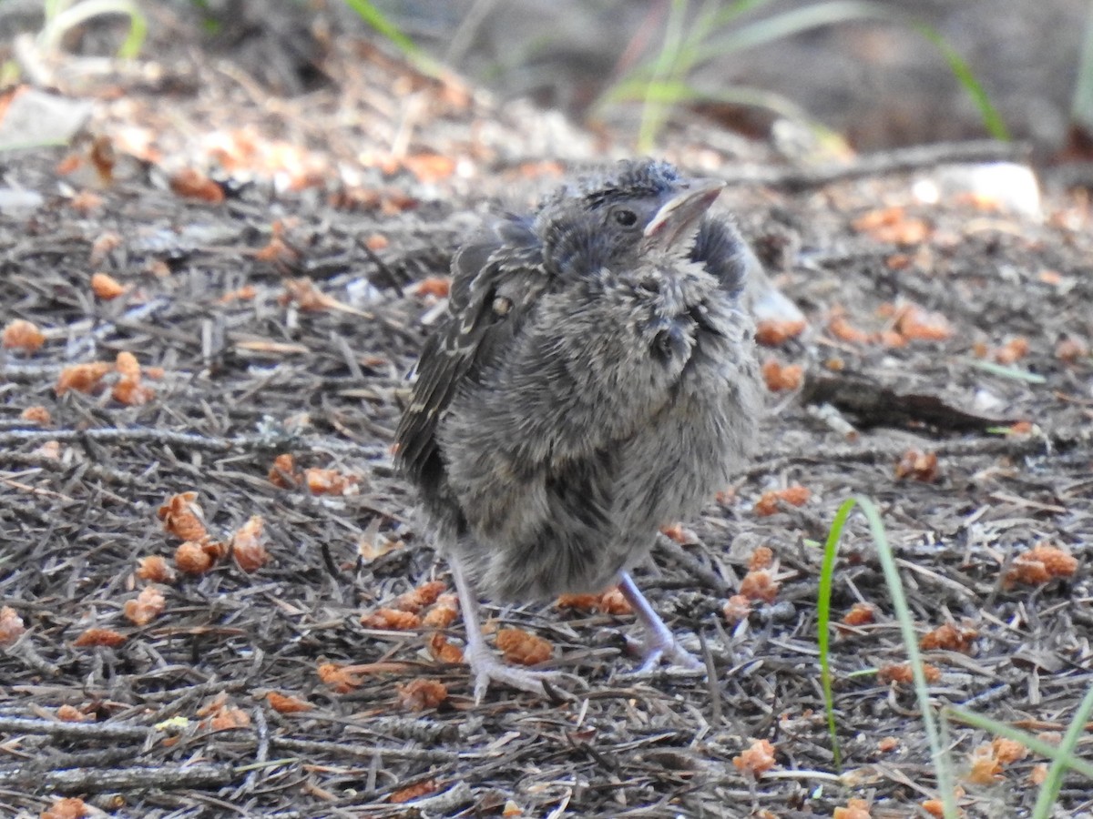 Tordo Cabecipardo - ML465996291