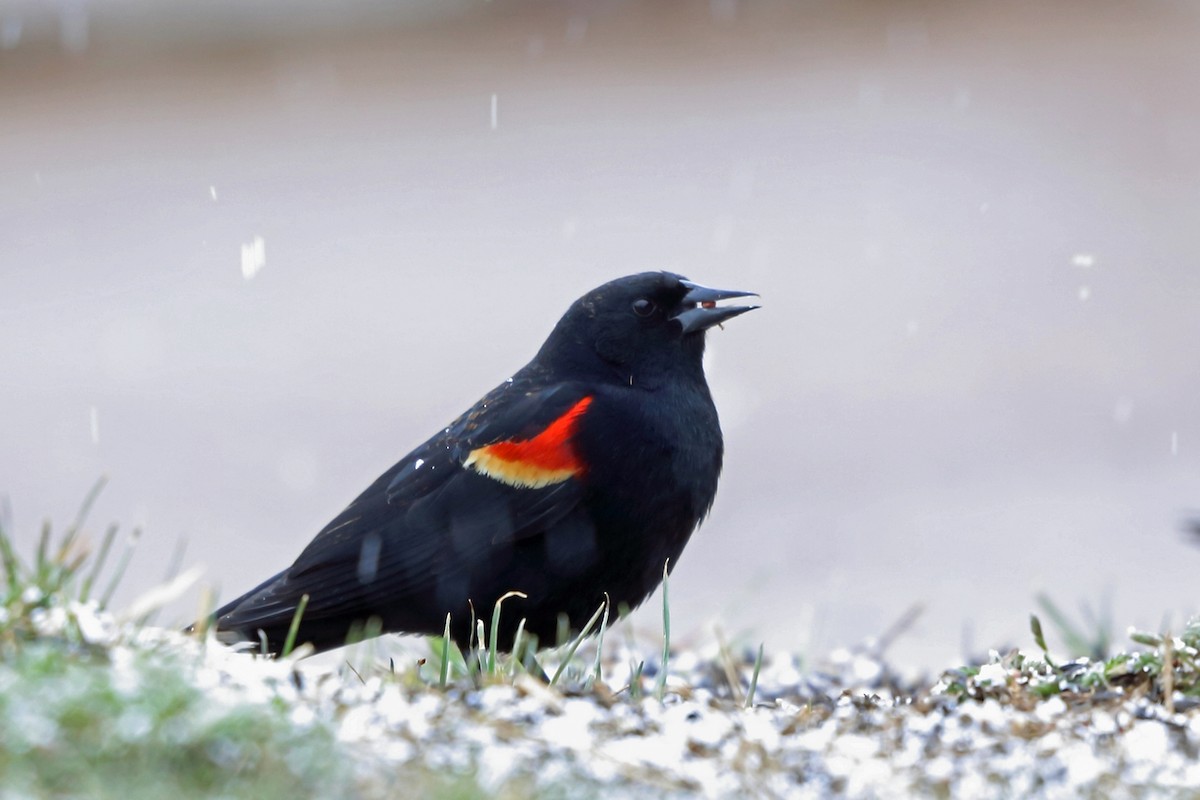 Red-winged Blackbird - ML46599651