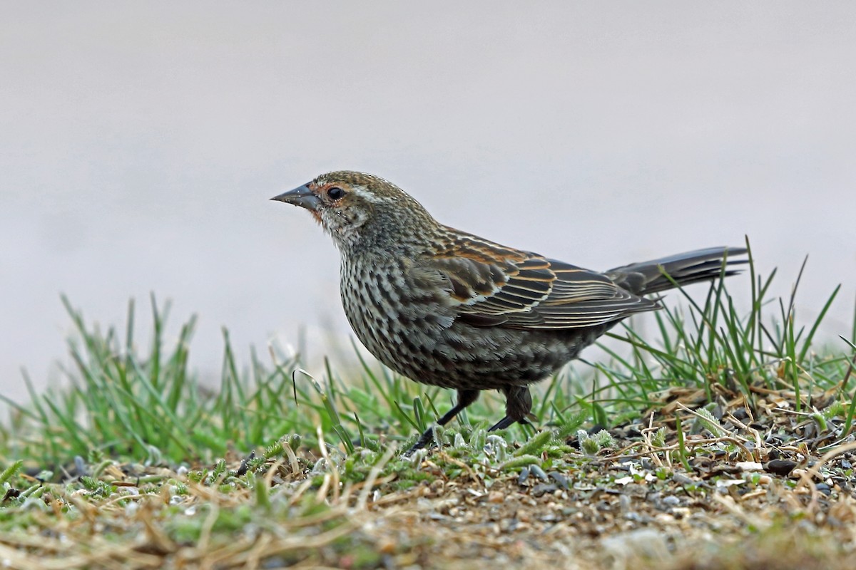 Red-winged Blackbird - ML46599661