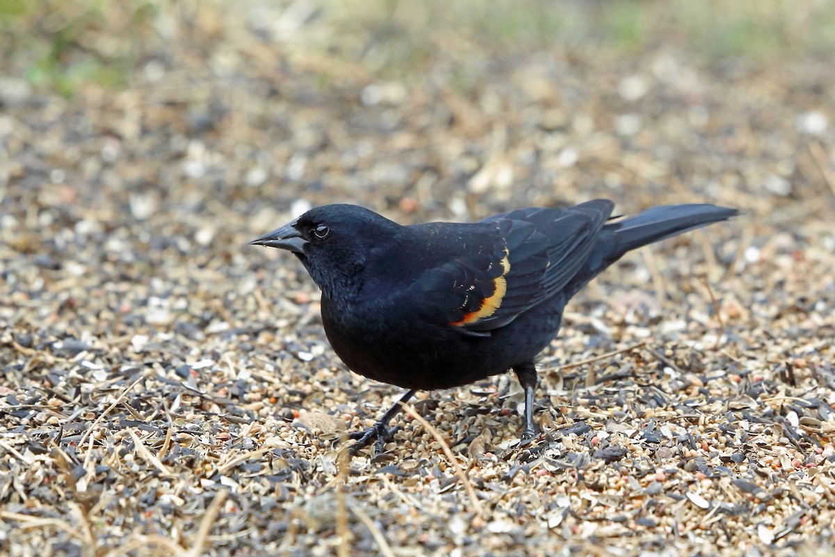 Red-winged Blackbird - ML46599671