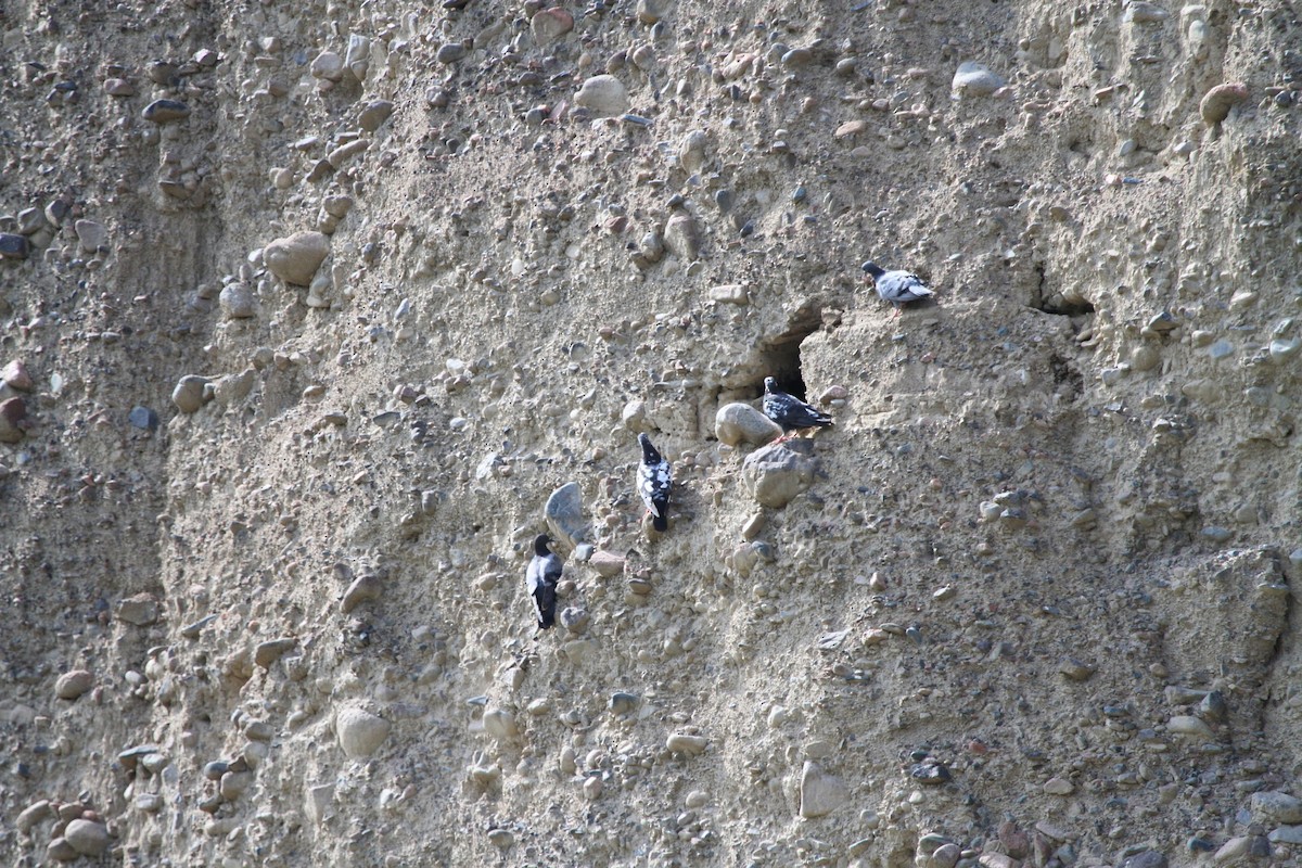 Pigeon des rochers - ML465996911