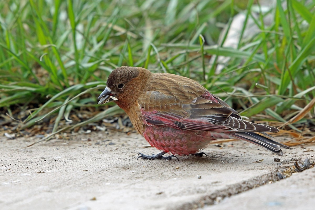 Brown-capped Rosy-Finch - ML46599741