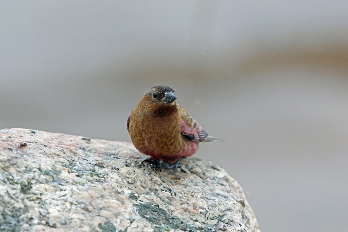 Brown-capped Rosy-Finch - ML46599751