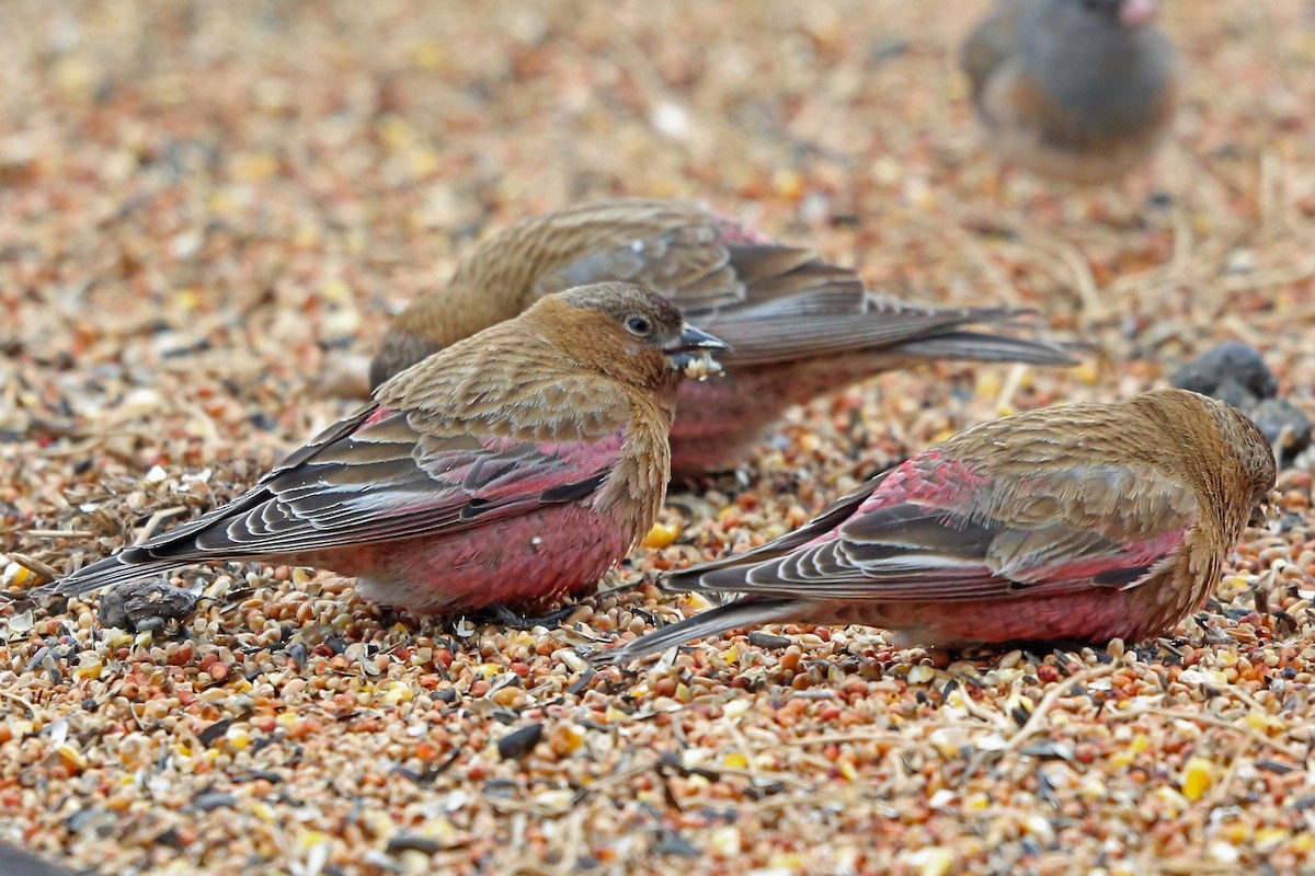 Brown-capped Rosy-Finch - ML46599761
