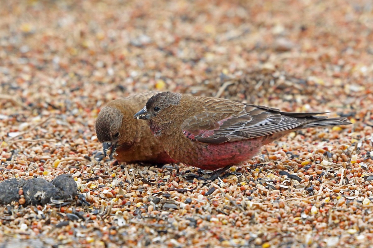 Brown-capped Rosy-Finch - Nigel Voaden