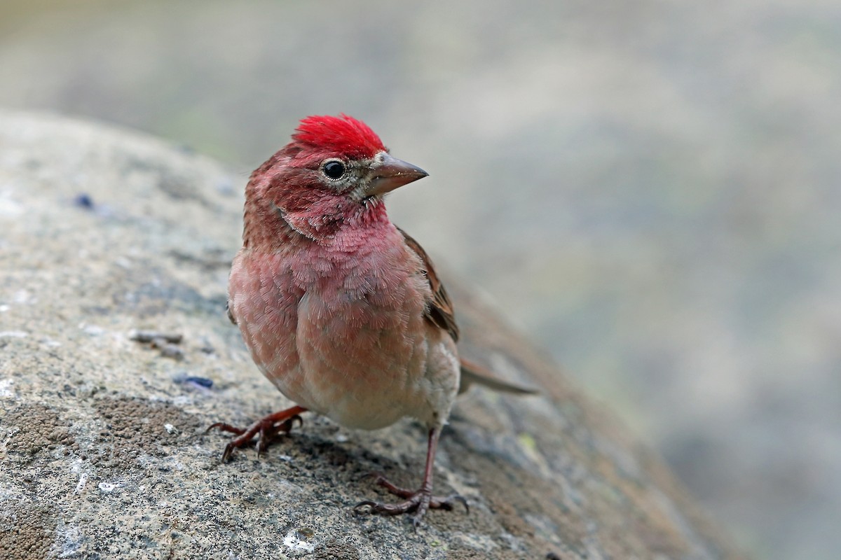 Cassin's Finch - Nigel Voaden