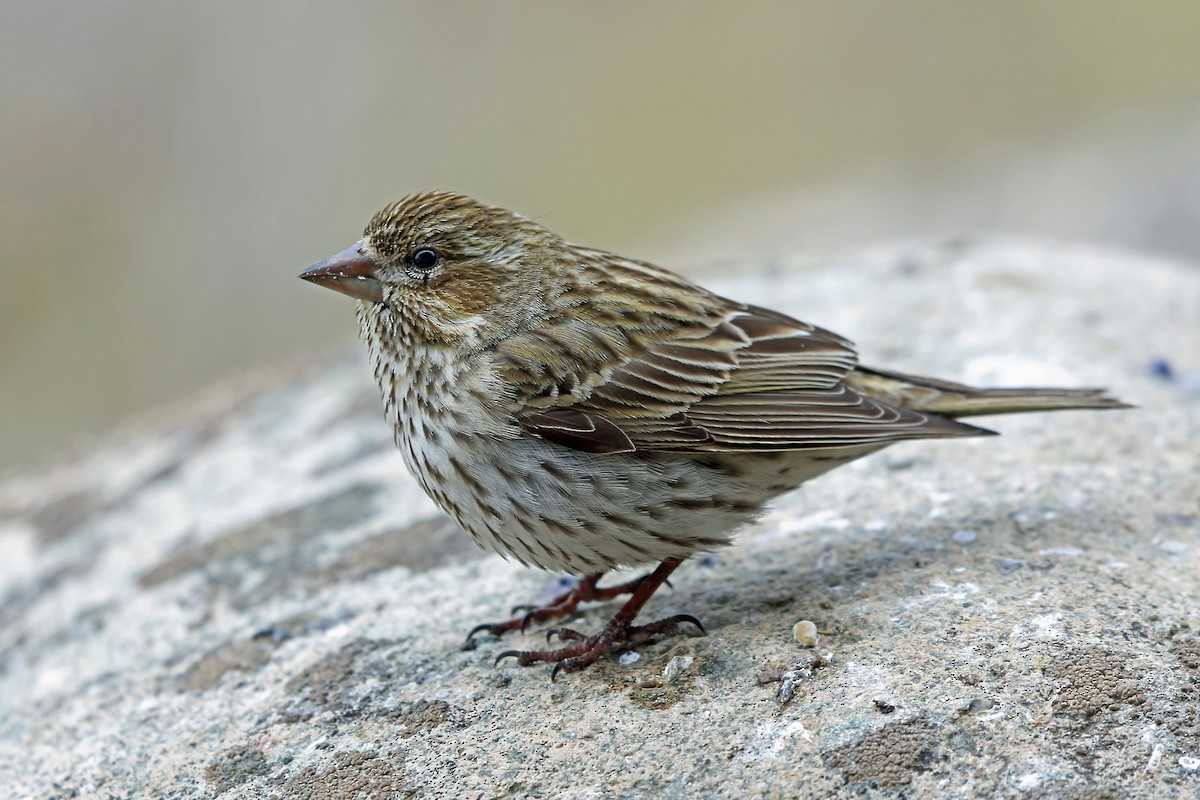 Cassin's Finch - Nigel Voaden
